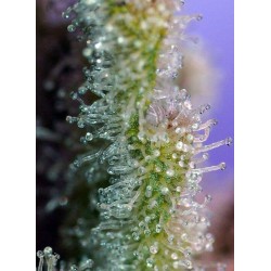 Jack 47 - Sweet Seeds femminizzati Sweet Seeds €36,00