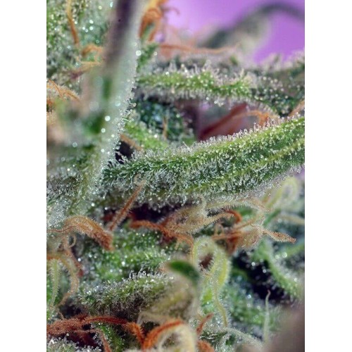 Jack 47 - Sweet Seeds femminizzati Sweet Seeds €36,00