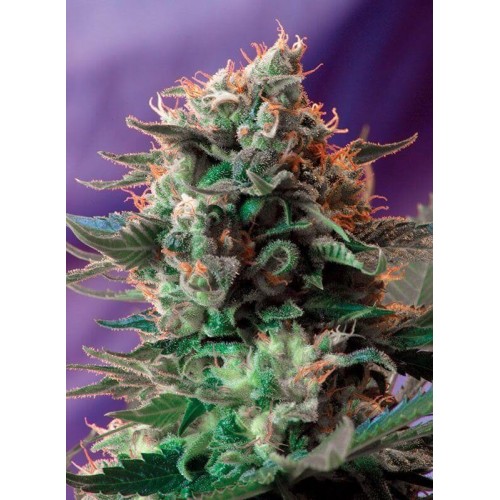 Jack 47 - Sweet Seeds femminizzati Sweet Seeds €36,00