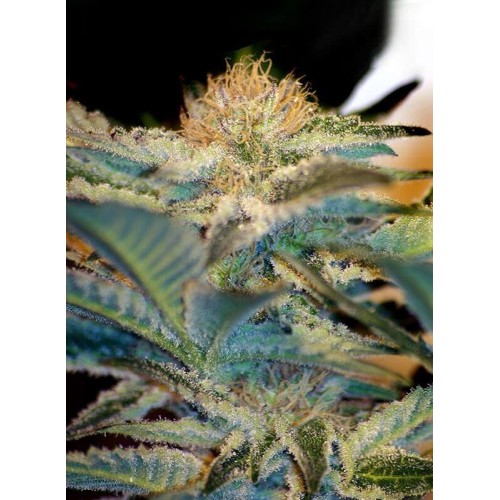 Mohan Ram - Sweet Seeds femminizzati Sweet Seeds €23,00