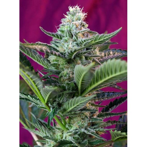 Mohan Ram Auto - Sweet Seeds femminizzati Sweet Seeds €22,90