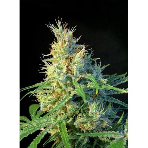 Psicodelicia - Sweet Seeds femminizzati Sweet Seeds €22,50