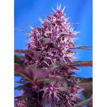 Red Poison Auto - Sweet Seeds femminizzati Sweet Seeds €25,50