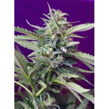 S.A.D. Auto - Sweet Seeds femminizzati Sweet Seeds €21,50