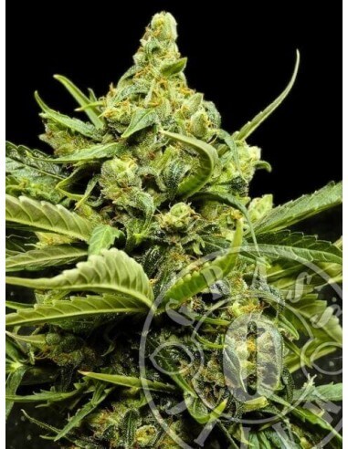 MAXI GOM Auto - Grass-O-Matic femminizzati Grass-O-Matic €28,50