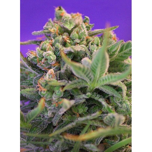 Sweet Cheese - Sweet Seeds femminizzati Sweet Seeds €17,90