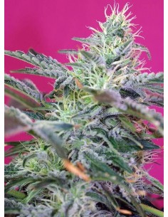 Sweet Cheese Auto - Sweet Seeds femminizzati Sweet Seeds €17,90