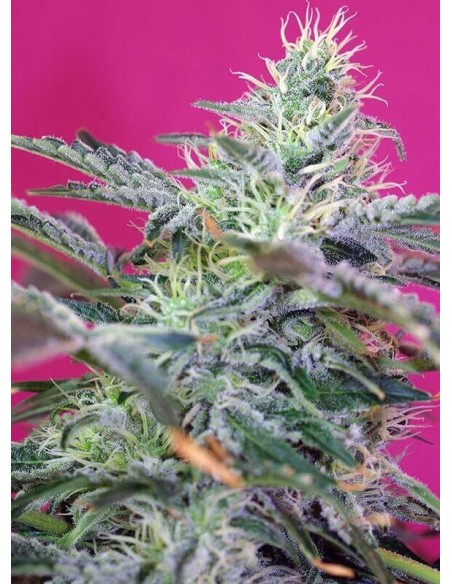 Sweet Cheese Auto - Sweet Seeds femminizzati Sweet Seeds €17,90