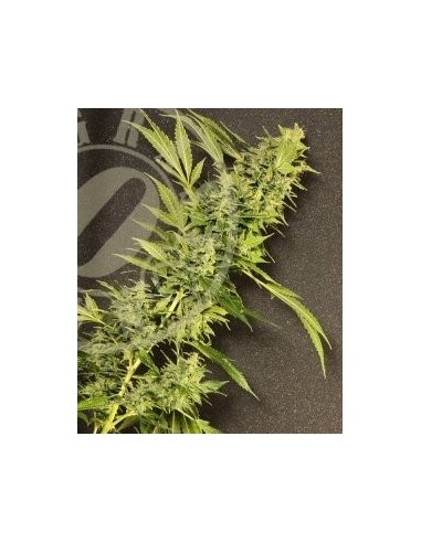 MAXI GOM Auto - Grass-O-Matic femminizzati Grass-O-Matic €28,50