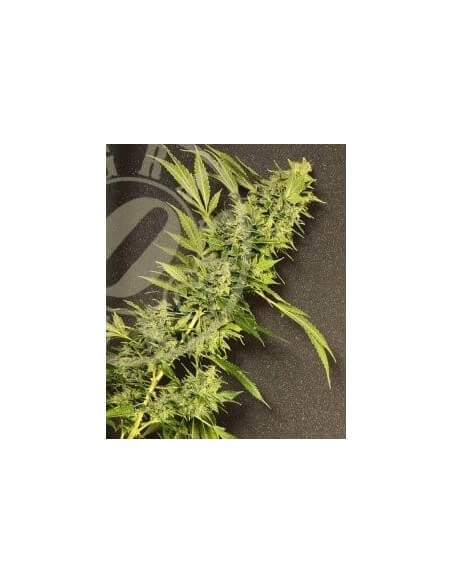 MAXI GOM Auto - Grass-O-Matic femminizzati Grass-O-Matic €28,50