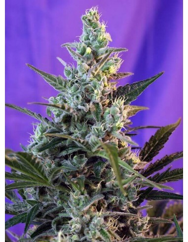 Sweet Skunk Auto - Sweet Seeds femminizzati Sweet Seeds €17,50