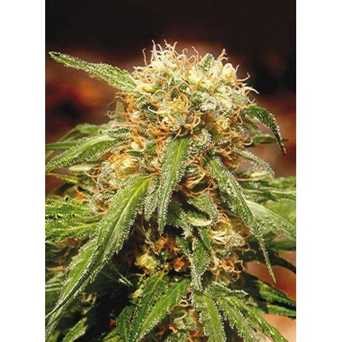 Sweet Tai - Sweet Seeds femminizzati Sweet Seeds €20,50