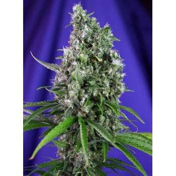 Sweet Trainwreck Auto - Sweet Seeds femminizzati Sweet Seeds €25,50