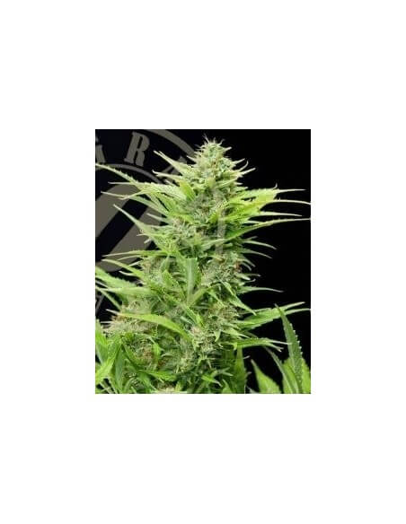 MAXI GOM Auto - Grass-O-Matic femminizzati Grass-O-Matic €28,50