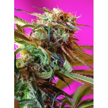 Wild Rose - Sweet Seeds femminizzati Sweet Seeds €22,90