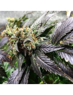 Amnesia Lemon - Barney's Farm femminizzati Barney's Farm €27,00 2