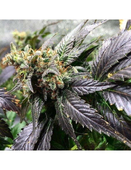 Amnesia Lemon - Barney's Farm femminizzati Barney's Farm €27,00