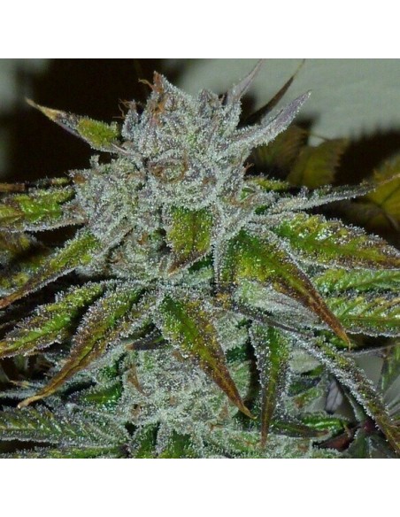 Acapulco Gold - Barney's Farm femminizzati Barney's Farm €22,00