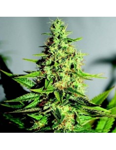 Acapulco Gold - Barney's Farm femminizzati Barney's Farm €22,00 2