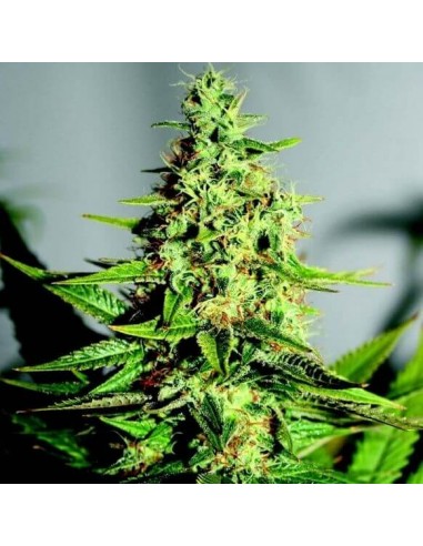 Acapulco Gold - Barney's Farm femminizzati Barney's Farm €22,00