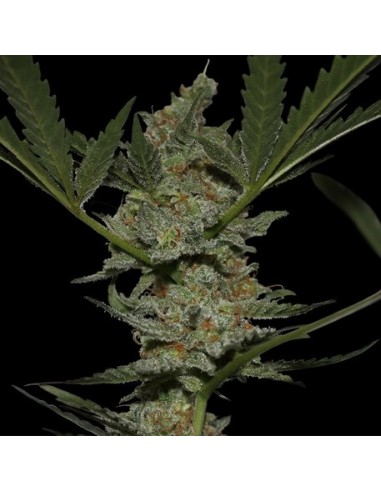 Acapulco Gold - Barney's Farm femminizzati Barney's Farm €22,00