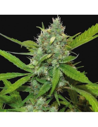 Auto Sweet Tooth - Barney's Farm femminizzati Barney's Farm €22,50