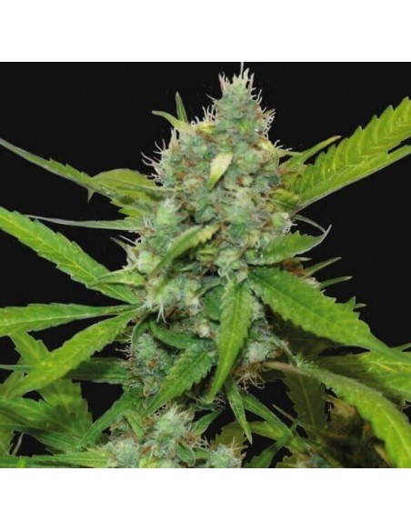 Auto Sweet Tooth - Barney's Farm femminizzati Barney's Farm €22,50