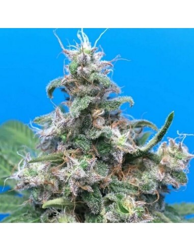 Blue Cheese - Barney's Farm femminizzati Barney's Farm €27,00