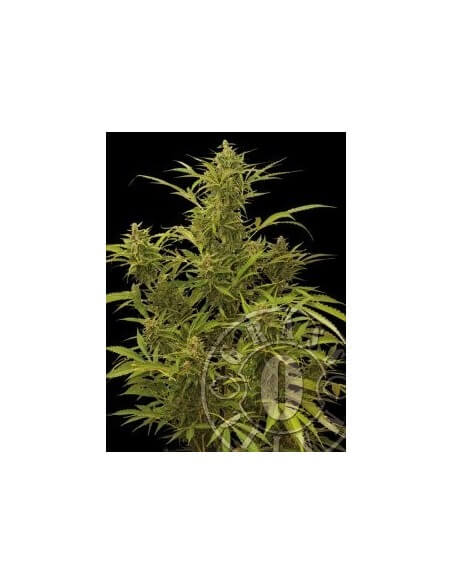 MAXI GOM Auto - Grass-O-Matic femminizzati Grass-O-Matic €28,50