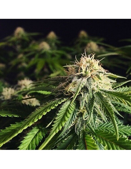 Blue Cheese - Barney's Farm femminizzati Barney's Farm €27,00