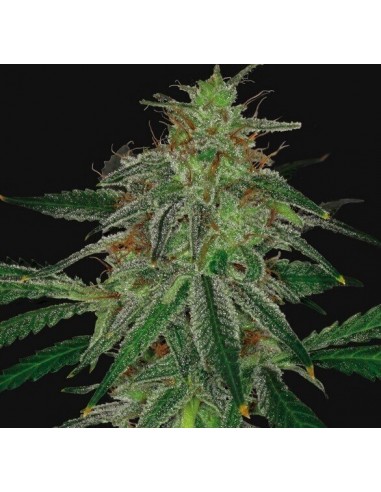 Blue Mammoth Auto - Barney's Farm femminizzati Barney's Farm €22,00