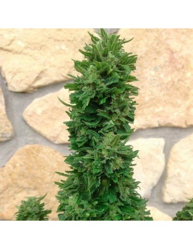 Blue Cheese Auto - Barney's Farm femminizzati Barney's Farm €23,00