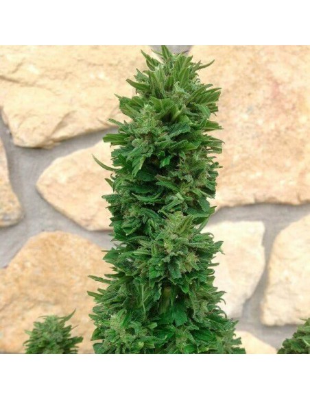 Blue Cheese Auto - Barney's Farm femminizzati Barney's Farm €23,00