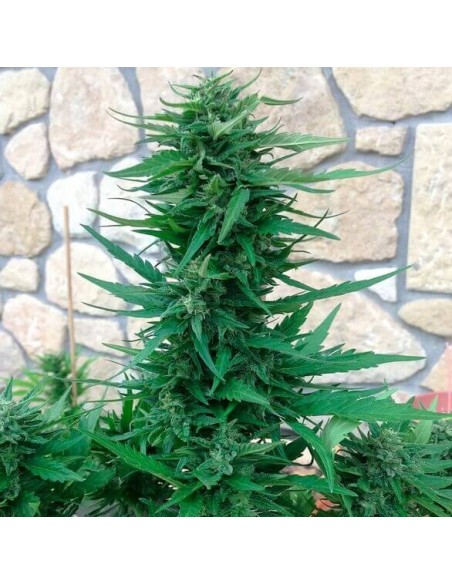 Blue Cheese Auto - Barney's Farm femminizzati Barney's Farm €23,00