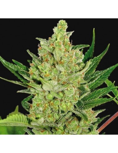 Blue Cheese Auto - Barney's Farm femminizzati Barney's Farm €23,00