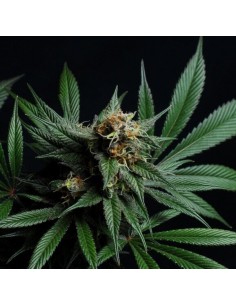 CBD Blue Shark - Barney's Farm femminizzati Barney's Farm €9,00 2