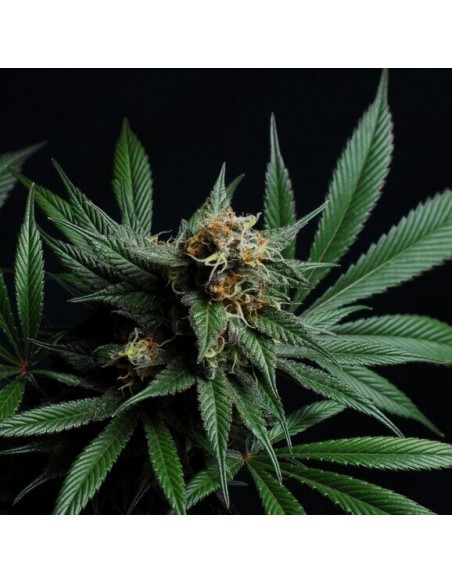 CBD Blue Shark - Barney's Farm femminizzati Barney's Farm €9,00