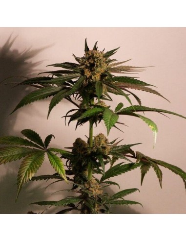 CBD Blue Shark - Barney's Farm femminizzati Barney's Farm €9,00