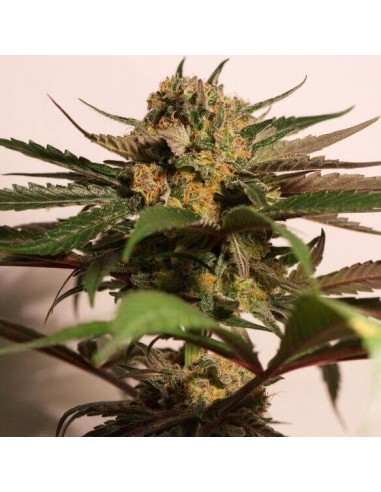 CBD Blue Shark - Barney's Farm femminizzati Barney's Farm €9,00