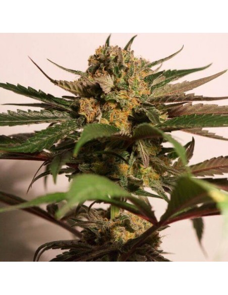 CBD Blue Shark - Barney's Farm femminizzati Barney's Farm €9,00