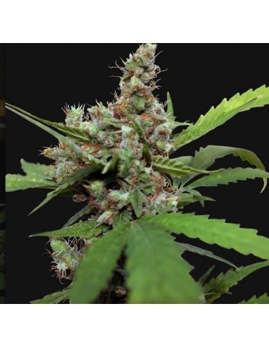 CBD Blue Shark - Barney's Farm femminizzati Barney's Farm €9,00