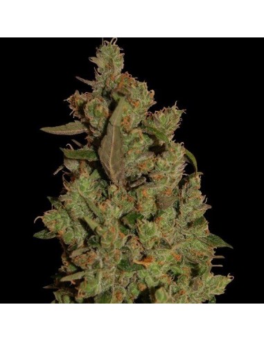 CBD Critical Cure - Barney's Farm femminizzati Barney's Farm €30,00