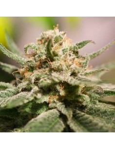 CBD Critical Cure - Barney's Farm femminizzati Barney's Farm €30,00 2