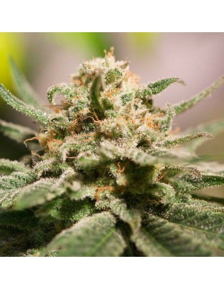 CBD Critical Cure - Barney's Farm femminizzati Barney's Farm €30,00 CBD Critical Cure - Barney's Farm femminizzati Barney's Farm €30,00