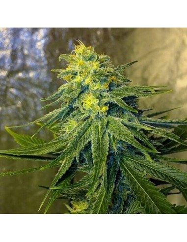 Chronic Thunder - Barney's Farm femminizzati Barney's Farm €11,00