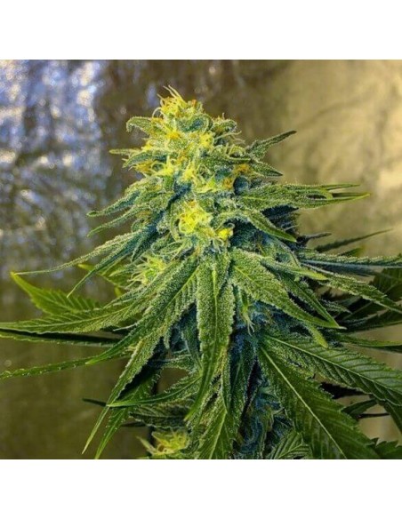 Chronic Thunder - Barney's Farm femminizzati Barney's Farm €11,00 Chronic Thunder - Barney's Farm femminizzati Barney's Farm €11,00