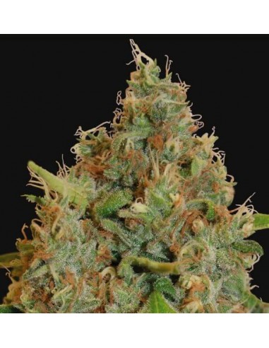 Chronic Thunder - Barney's Farm femminizzati Barney's Farm €11,00