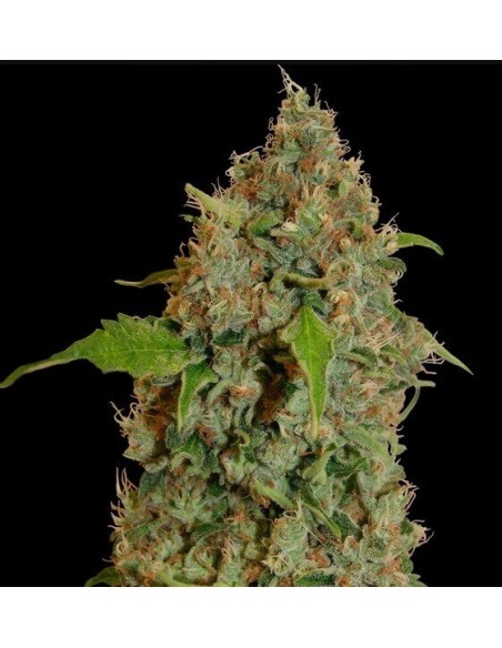 Chronic Thunder - Barney's Farm femminizzati Barney's Farm €11,00 Chronic Thunder - Barney's Farm femminizzati Barney's Farm €11,00