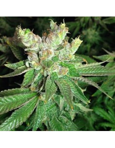 Cookies Kush - Barney's Farm femminizzati Barney's Farm €30,00 2