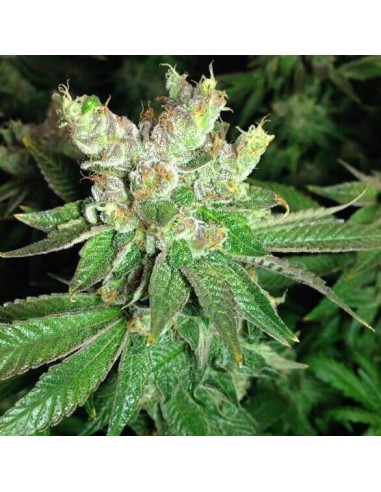 Cookies Kush - Barney's Farm femminizzati Barney's Farm €30,00